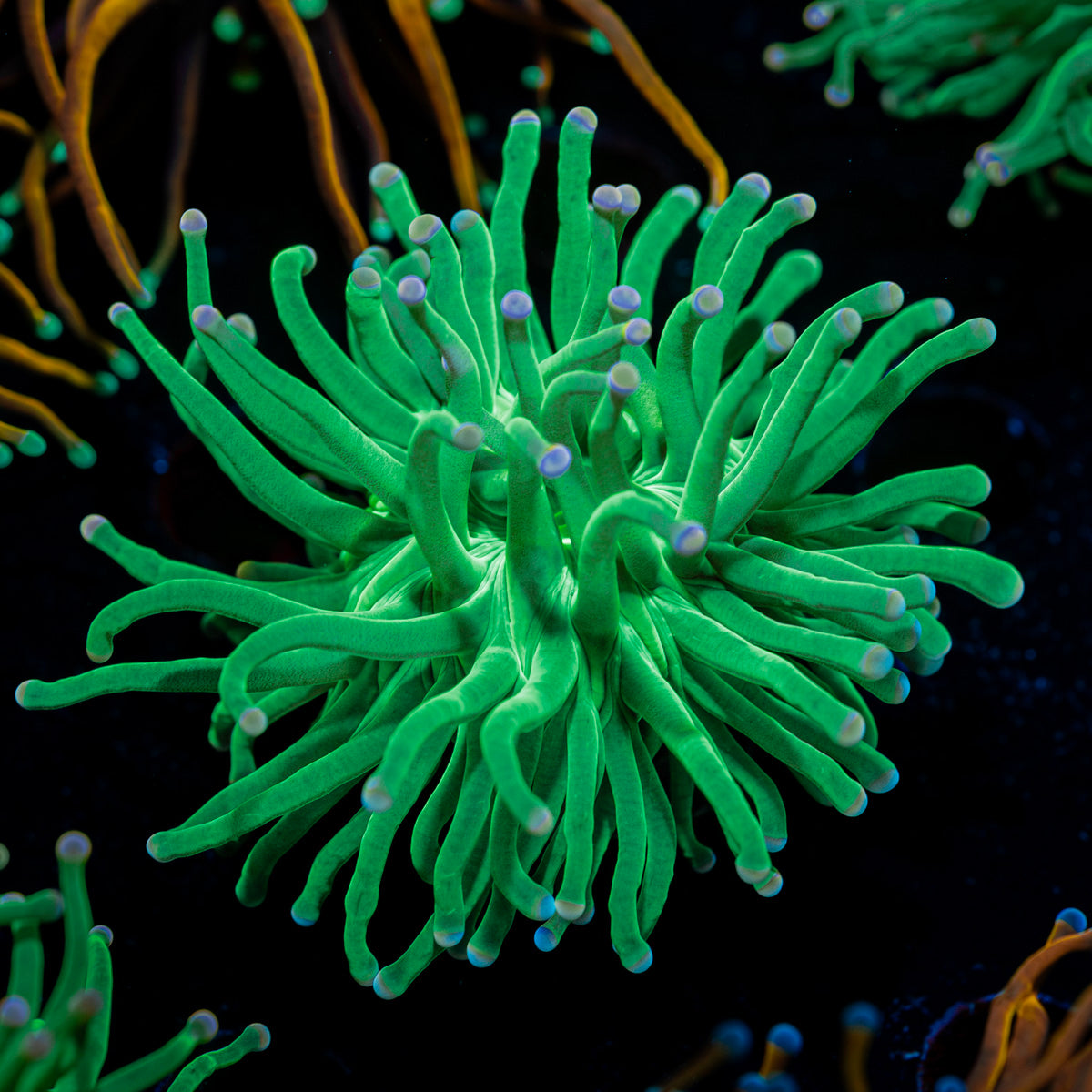 Cotton Candy Torch Euphyllia 