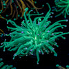 Blue Tipped Torch Euphyllia 