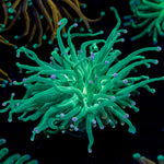 Blue Tipped Torch Euphyllia 