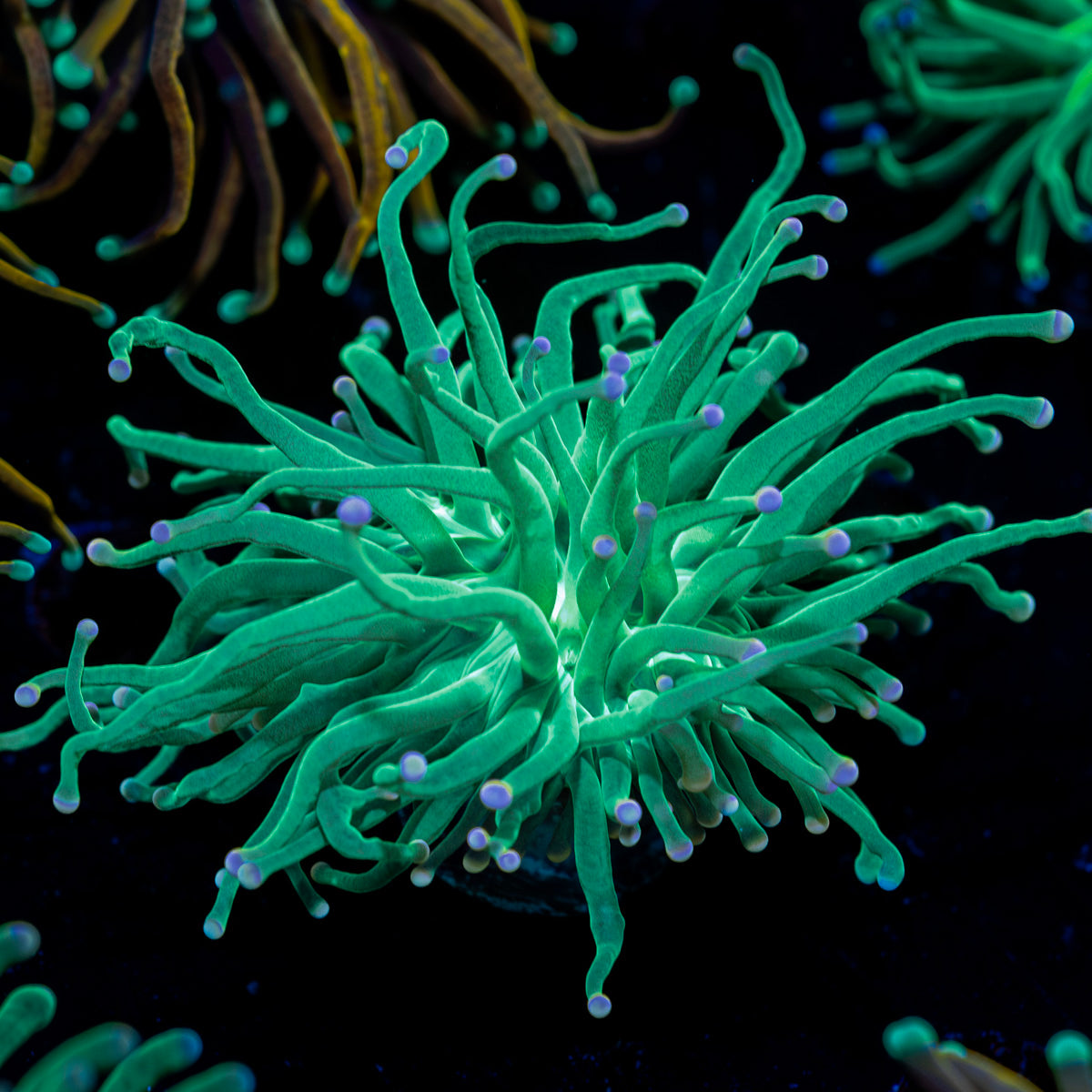 Blue Tipped Torch Euphyllia 