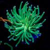 Cotton Candy Torch Euphyllia 