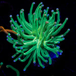 Cotton Candy Torch Euphyllia 