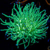 Blue Tipped Torch Euphyllia 