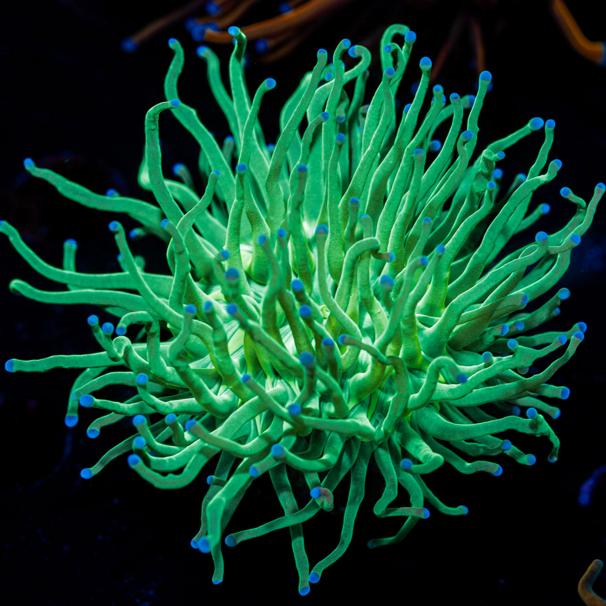Blue Tipped Torch Euphyllia 