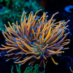 NY Knicks Torch Euphyllia 