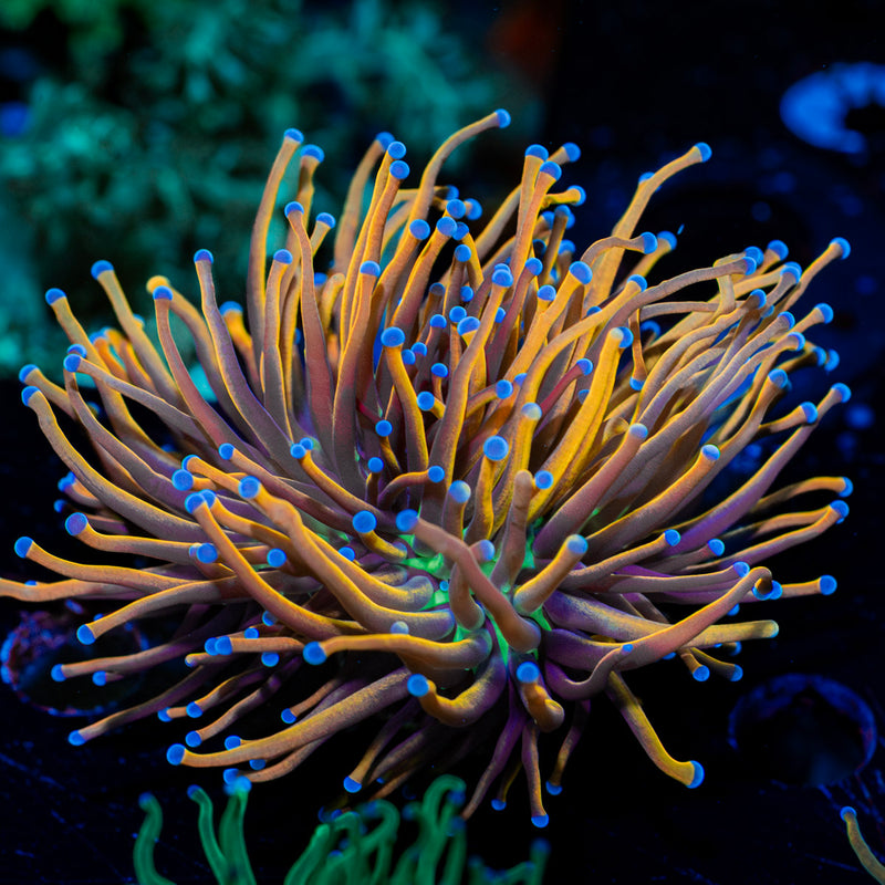 NY Knicks Torch Euphyllia
