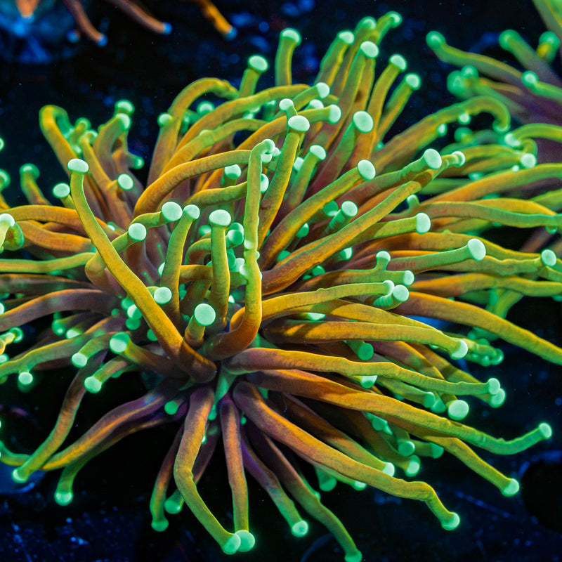 inferno Torch Euphyllia Coral