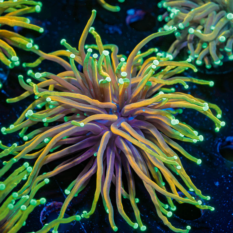 inferno Torch Euphyllia Coral