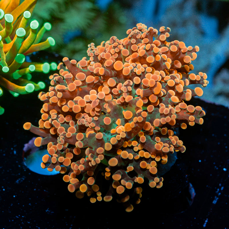 Peach Frogspawn Euphyllia Coral