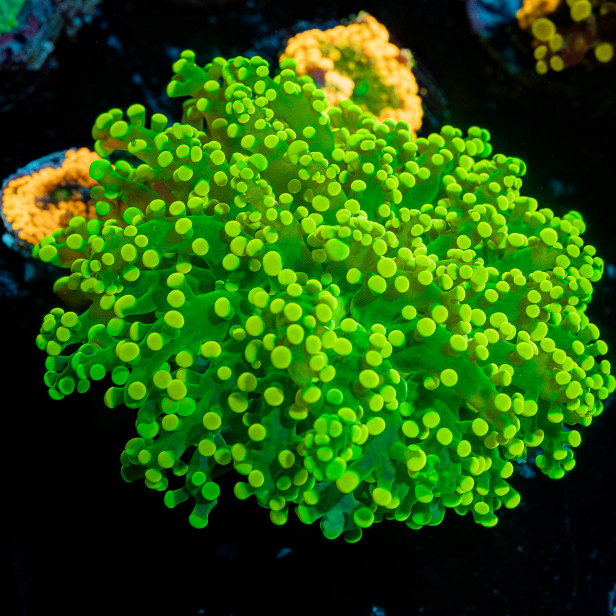 Neon Green FrogSpawn Euphyllia Coral