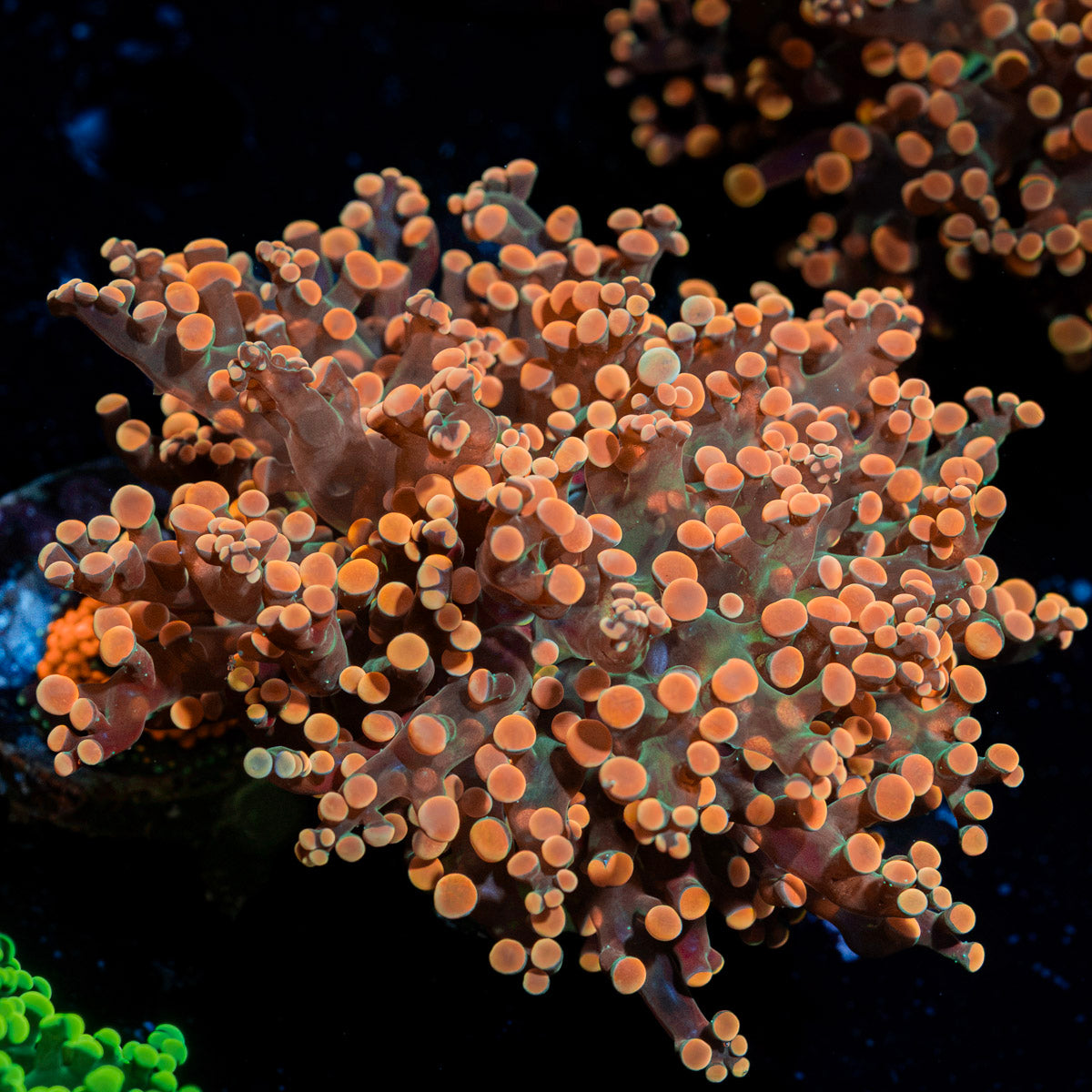 Peach Frogspawn Euphyllia Coral