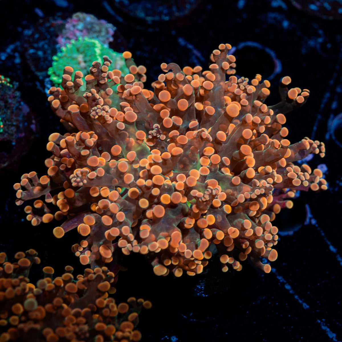 Peach Frogspawn Euphyllia Coral