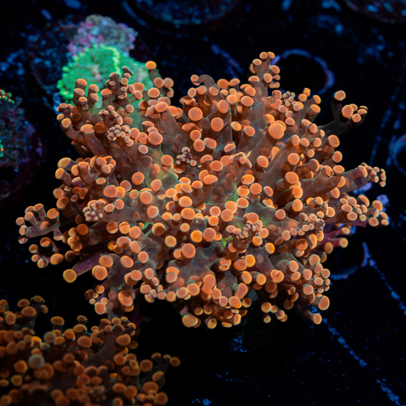 Peach Frogspawn Euphyllia Coral