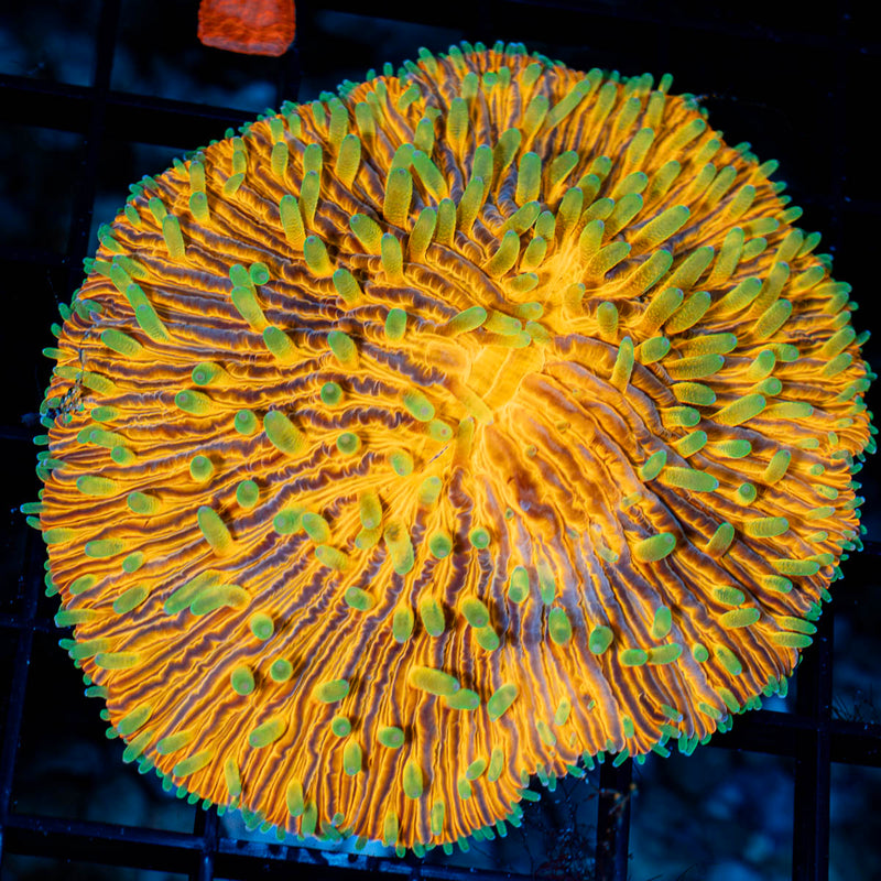 SunSet Plate Coral