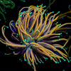 Jester Torch Euphyllia 