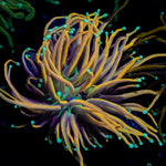 Jester Torch Euphyllia 