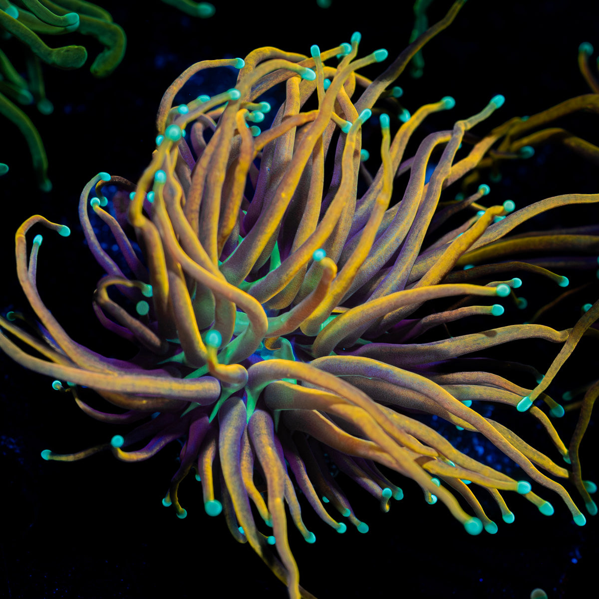 Jester Torch Euphyllia 