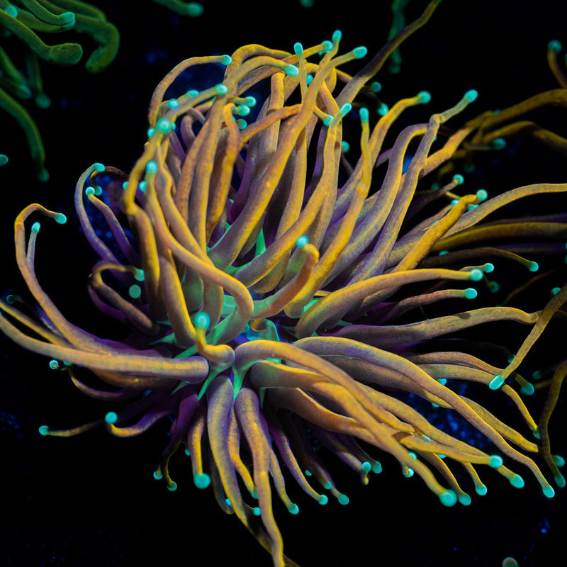 Jester Torch Euphyllia