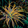 Blow Torch Euphyllia 
