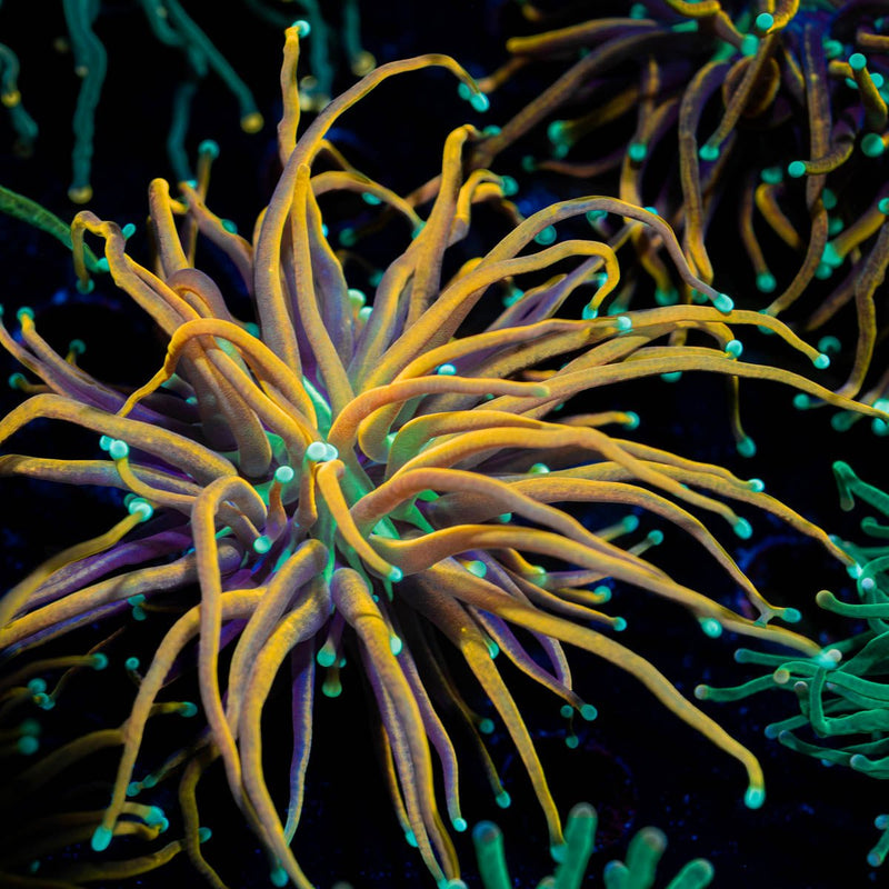 Blow Torch Euphyllia