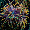Jester Torch Euphyllia 