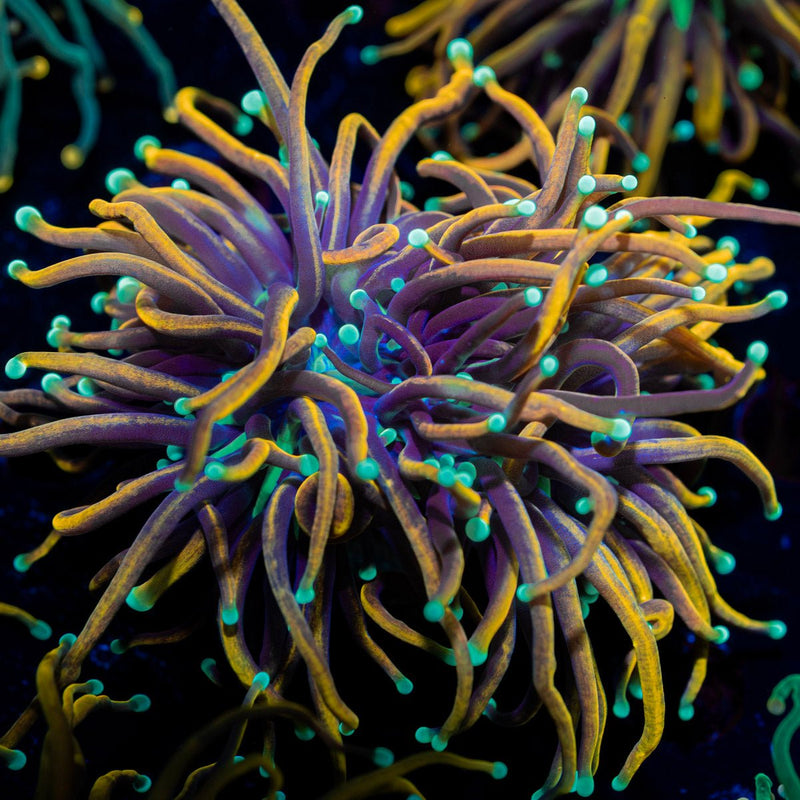 Jester Torch Euphyllia