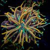 Jester Torch Euphyllia 