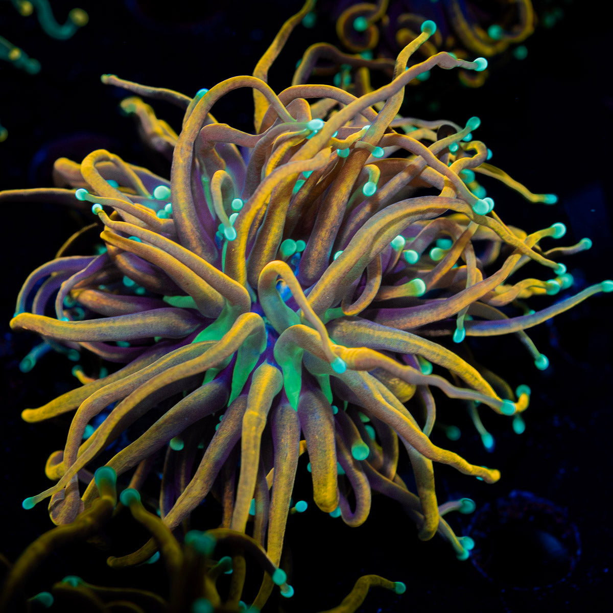 Jester Torch Euphyllia 