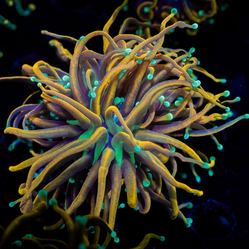 Jester Torch Euphyllia