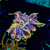 Jester Torch Euphyllia 