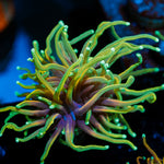 inferno torch Euphyllia 