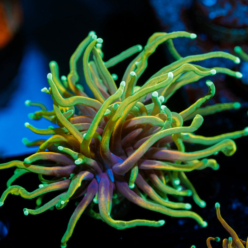 inferno torch Euphyllia