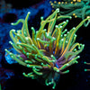 inferno torch Euphyllia 