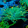 Sweet Tooth yellow  Tipped Torch Euphyllia 