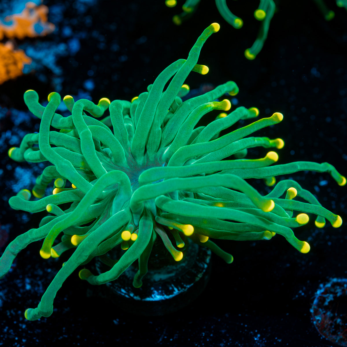 Sweet Tooth yellow  Tipped Torch Euphyllia 