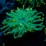 Sweet Tooth yellow  Tipped Torch Euphyllia 