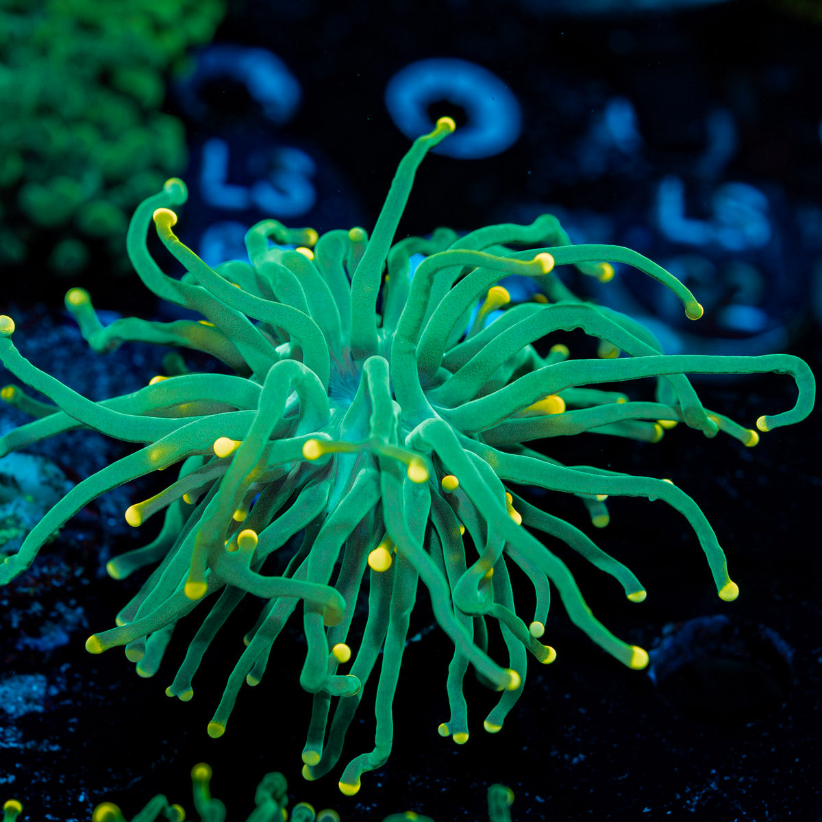 Sweet Tooth yellow  Tipped Torch Euphyllia 