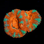 Acan Coral