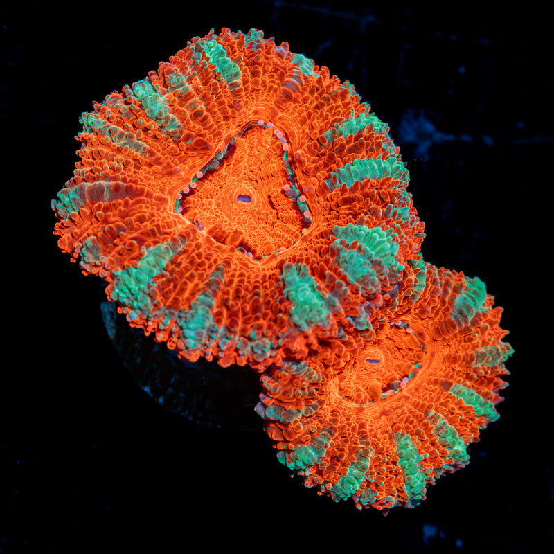 Acan Coral