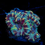 Acan Coral