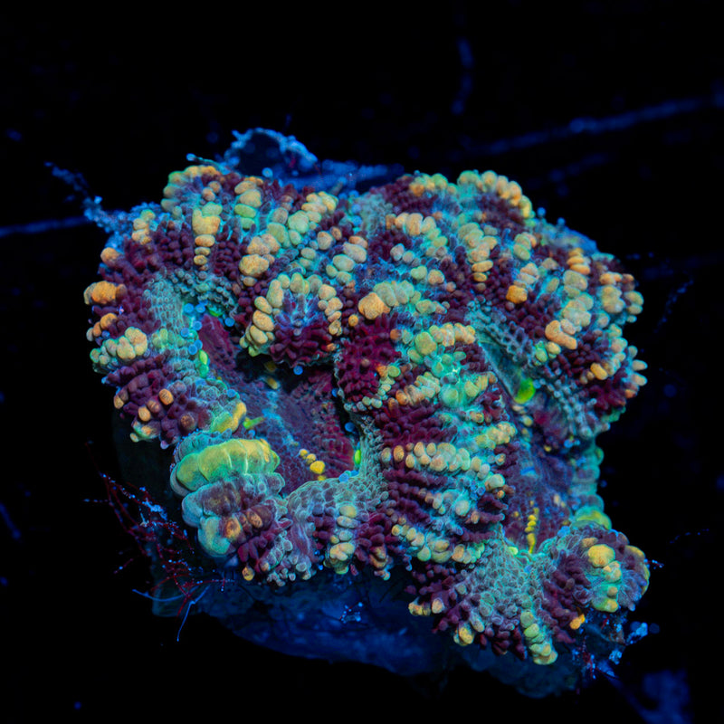 Acan Coral
