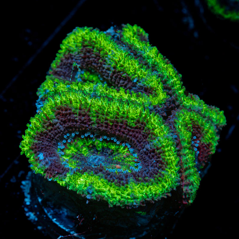 Acan Coral