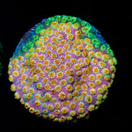 Skittles Bomb Cyphastrea Coral with encrusting growth in reef aquarium