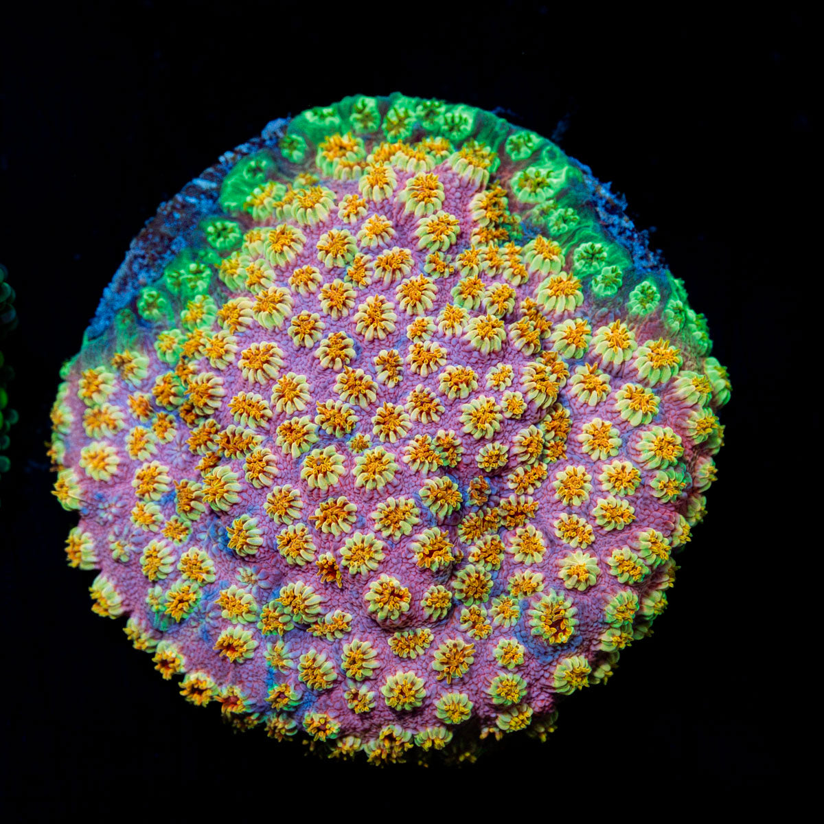 Skittles Bomb Cyphastrea Coral with encrusting growth in reef aquarium