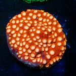 Bling Bling cyphastrea coral with encrusting growth in reef aquarium