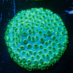 Seagrass cyphastrea coral with encrusting growth in reef aquarium