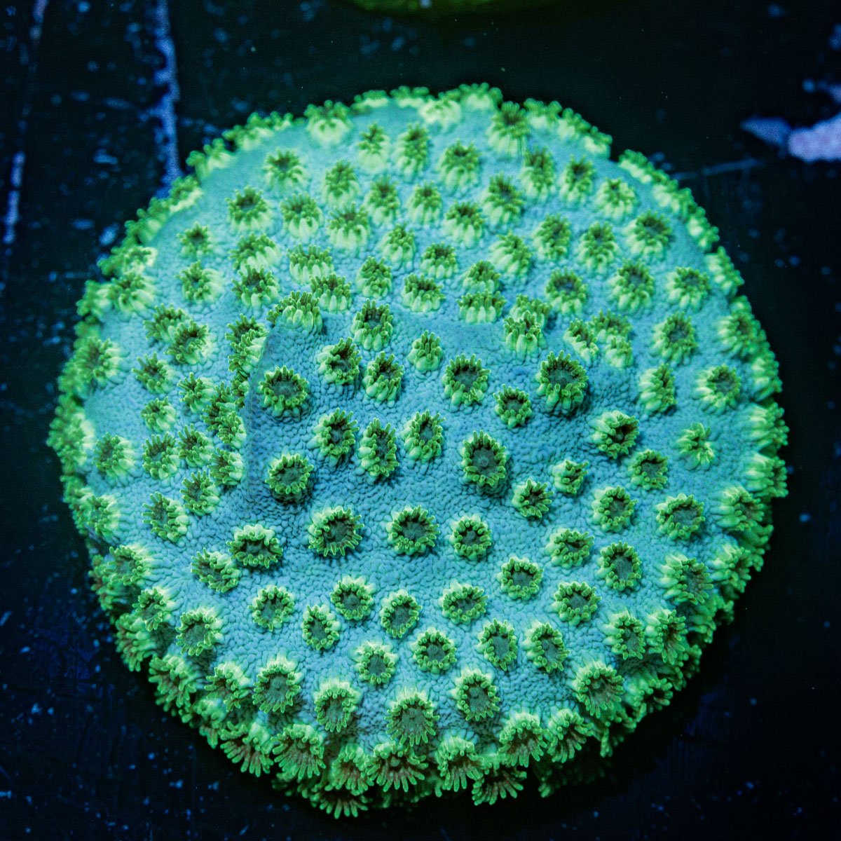 Seagrass cyphastrea coral with encrusting growth in reef aquarium
