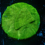 Hulks Leptastrea Coral with encrusting growth in reef aquarium
