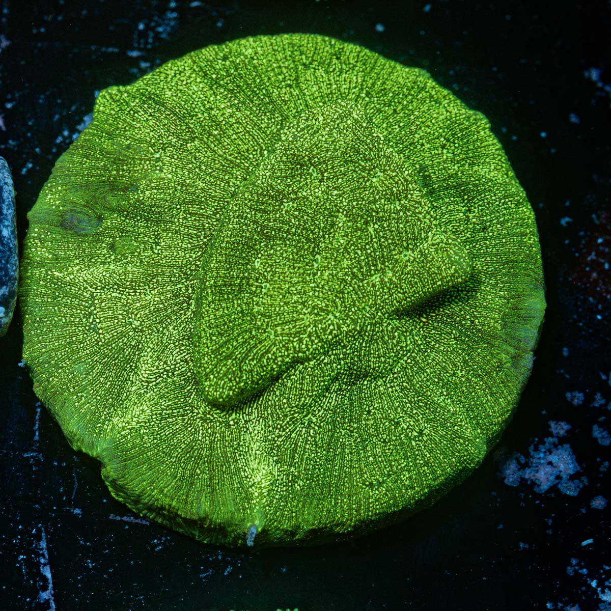 Hulks Leptastrea Coral with encrusting growth in reef aquarium