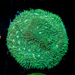 Mint Pavona Coral with encrusting growth in reef aquarium